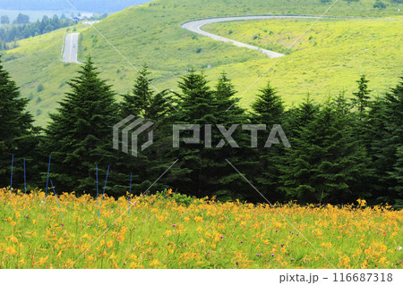 ニッコウキスゲ咲く霧ヶ峰車山肩 ニッコウキスゲ咲く霧ヶ峰車山肩 116687318
