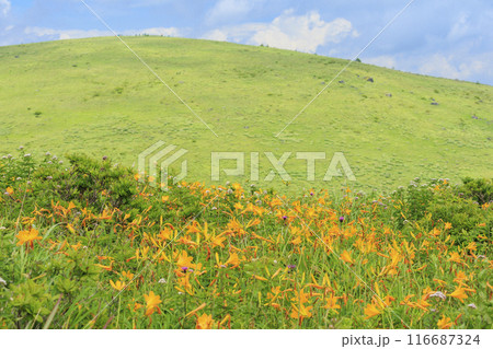 ニッコウキスゲ咲く霧ヶ峰車山肩 116687324