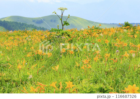 ニッコウキスゲ咲く霧ヶ峰車山肩 ニッコウキスゲ咲く霧ヶ峰車山肩 116687326