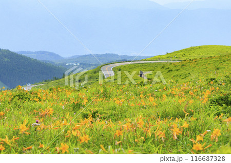 ニッコウキスゲ咲く霧ヶ峰車山肩 116687328