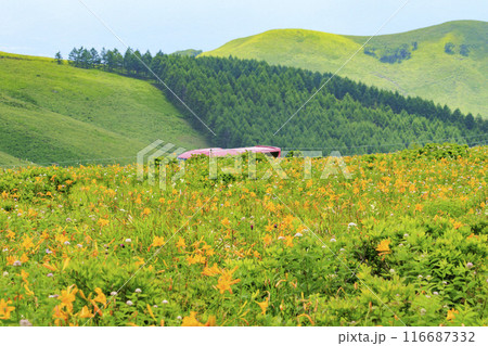 ニッコウキスゲ咲く霧ヶ峰車山肩 116687332