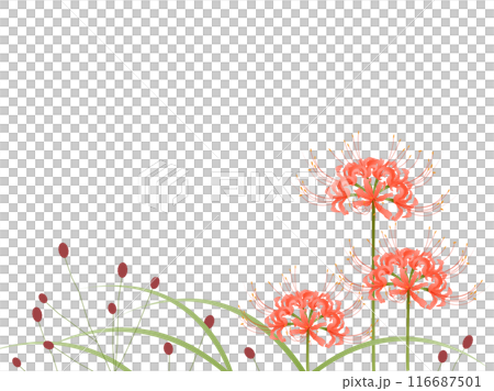 彼岸花・吾亦紅・草 116687501