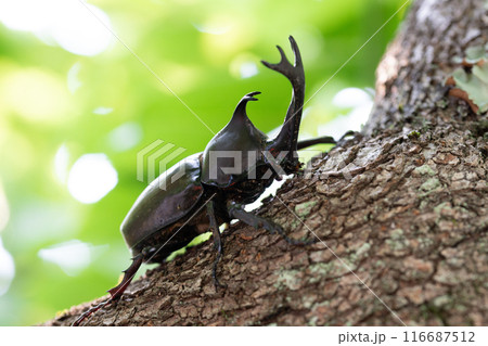 木にとまるカブトムシ 木にとまるカブトムシ 116687512