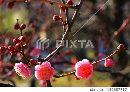 咲き始めた梅の花 咲き始めた梅の花 116687717