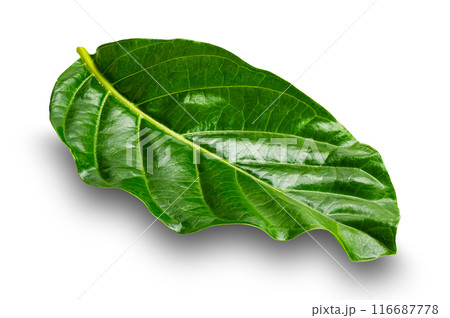 Side view of single green Great morinda leaf. Side view of single green Great morinda leaf. 116687778