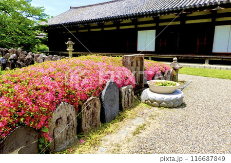元興寺　境内のサツキの植栽越しに禅室の建物を見た風景　奈良県奈良市 116687849