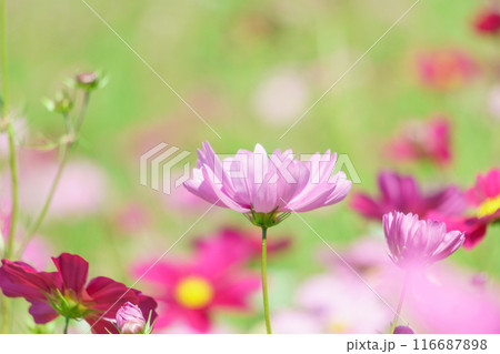 満開のカラフルなコスモス畑 116687898