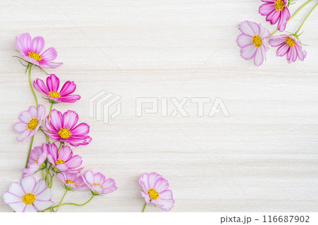 木目背景にコスモスの花のフレーム 木目背景にコスモスの花のフレーム 116687902