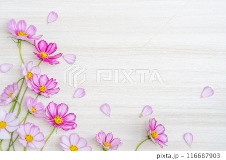 木目背景にコスモスの花のフレーム 116687903