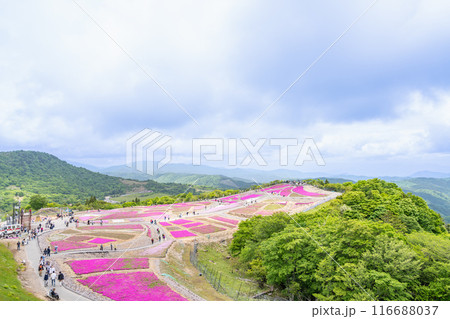 ダイナミックな雲が広がる空の下に咲き誇る茶臼山高原の芝桜の丘(愛知県) ダイナミックな雲が広がる空の下に咲き誇る茶臼山高原の芝桜の丘(愛知県) 116688037