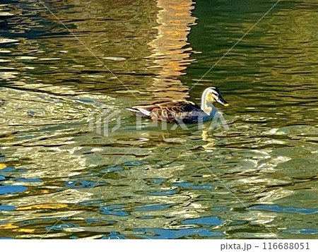 水面を泳ぐ鳥 116688051