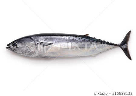 マルソウダ マルソウダ 116688132