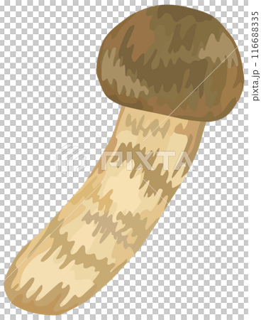 Simple Matsutake illustration vector material Simple Matsutake illustration vector material 116688335