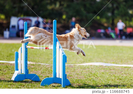 Border Collie jumping over the hurdle on its course in dog agility event Border Collie jumping over the hurdle on its course in dog agility event 116688745