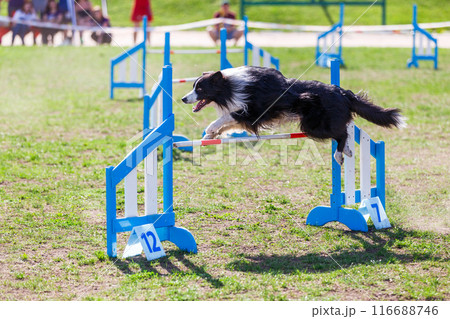 Border Collie jumping over the hurdle on its course in dog agility event Border Collie jumping over the hurdle on its course in dog agility event 116688746