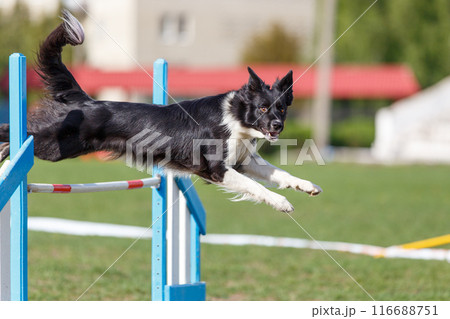 Border Collie jumping over the hurdle on its course in dog agility event 116688751