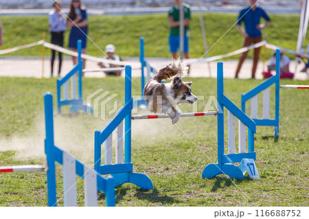 Border Collie jumping over the hurdle on its course in dog agility event 116688752