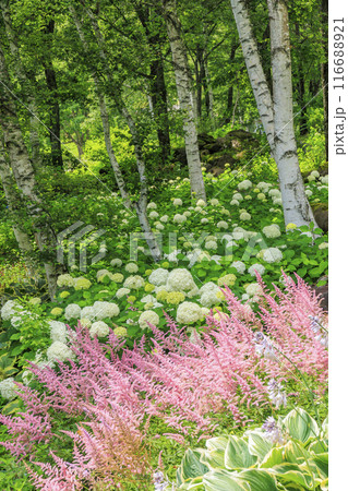 花満開の富士見高原リゾート　白樺エリア 116688921