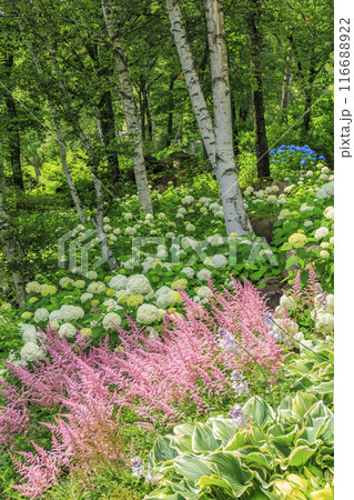 花満開の富士見高原リゾート　白樺エリア 116688922