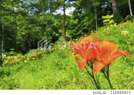 花満開の富士見高原リゾート　白樺エリア 116688923
