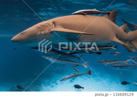 Nurse shark close up underwater in clear blue sea. 116689129