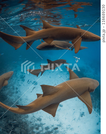 Group of nurse sharks in blue ocean. 116689130
