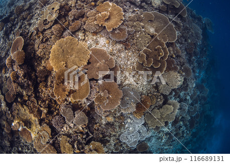 Amazing corals underwater in blue ocean in Maldives. 116689131