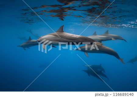 Dolphins swims underwater in blue sea. Dolphins pod in Indian ocean 116689140