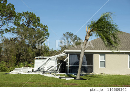 Fallen down palm tree after hurricane in Florida. Consequences of natural disaster Fallen down palm tree after hurricane in Florida. Consequences of natural disaster 116689362