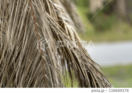 Dry dead palm tree on Florida home backyard 116689378