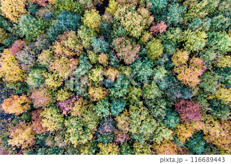 Colorful woods with yellow and orange canopies in autumn forest. Landscape of wild nature in autumn Colorful woods with yellow and orange canopies in autumn forest. Landscape of wild nature in autumn 116689443