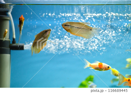 Colorful exotic fish swimming in deep blue water aquarium with green tropical plants 116689445