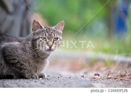 Big gray stray cat resting on steet outdoors in summer 116689526