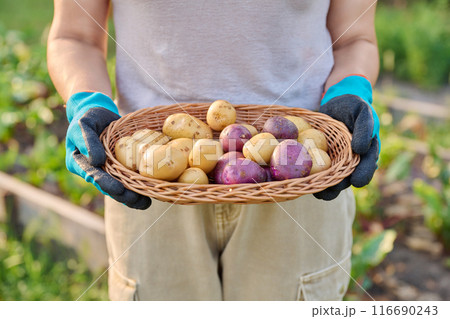 Close up of organic potato harvest in basket 116690243