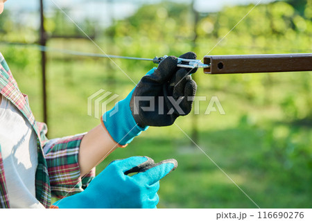 Vineyard, female farmer adjusting the tension of trellis for growing grape vines 116690276