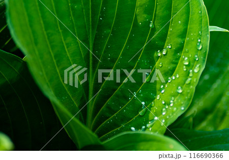 The world of green plants The world of green plants 116690366