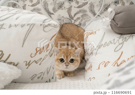 Pets. A beautiful red kitten, Scottish Fold breed, sits on a bed in the middle of white pillows and looks fearfully at the camera with big eyes. 116690691
