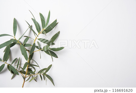 fresh eucalyptus branch on a white background. Top view and copy space fresh eucalyptus branch on a white background. Top view and copy space 116691620