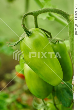 Beds with green tomatoes. Greenhouse with tomato bushes. Green seedlings. Agriculture and farming. Beds with green tomatoes. Greenhouse with tomato bushes. Green seedlings. Agriculture and farming. 116691780