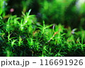 鮮やかな緑色の苔 116691926
