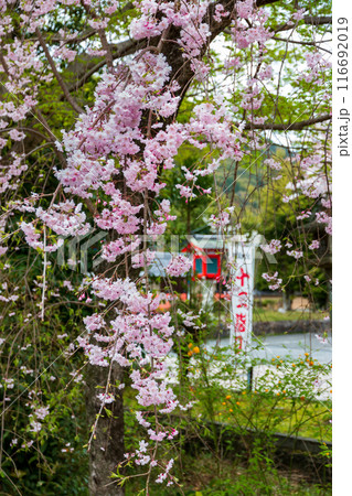 松尾大社の山吹と桜 松尾大社の山吹と桜 116692019