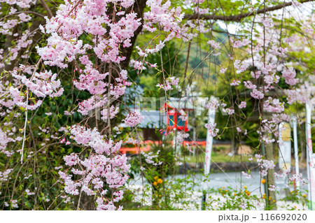 松尾大社の山吹と桜 116692020