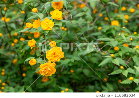 松尾大社の山吹 松尾大社の山吹 116692034