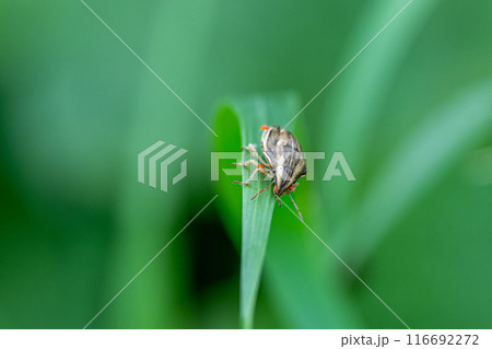 タカラダニに寄生されたウズラカメムシ タカラダニに寄生されたウズラカメムシ 116692272