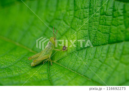 コバネイナゴの幼虫 116692273