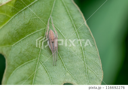 コガネグモダマシ  コガネグモダマシ  116692276