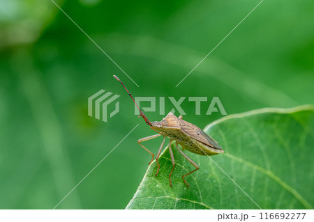 ホシハラビロヘリカメムシ 116692277