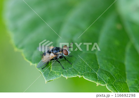 マルボシヒラタハナバエ（マルボシハナバエ） 116692298