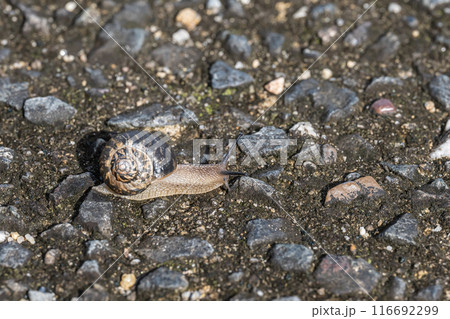 カタツムリ(ウスカワマイマイ) カタツムリ(ウスカワマイマイ) 116692299