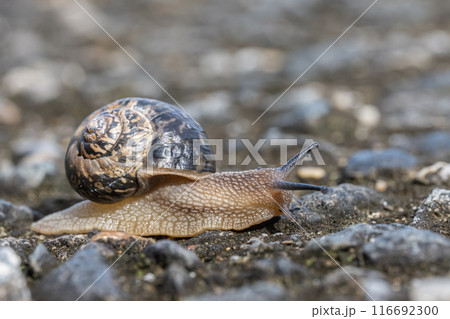 カタツムリ(ウスカワマイマイ) カタツムリ(ウスカワマイマイ) 116692300